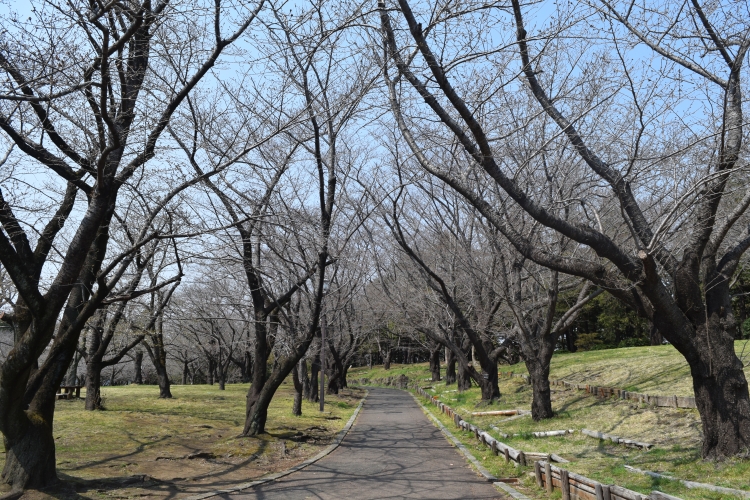 桜の開花状況