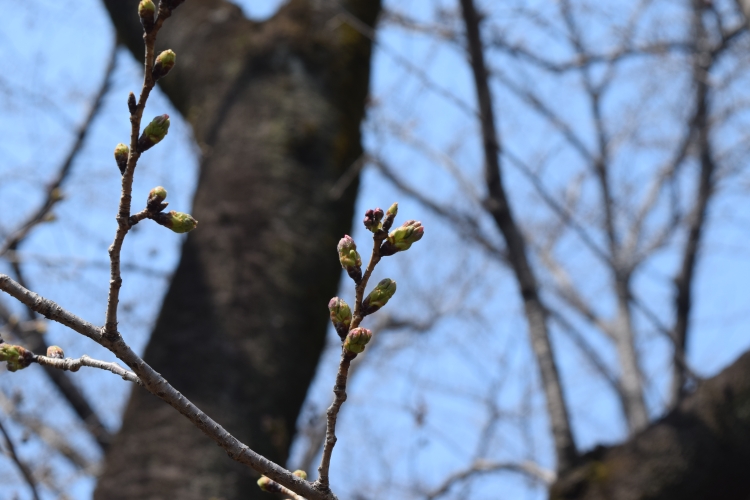 桜の開花状況