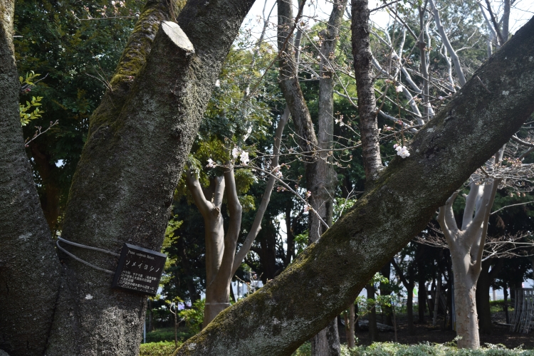 桜の開花状況