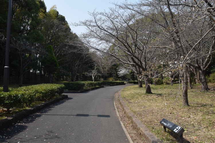 桜の開花状況