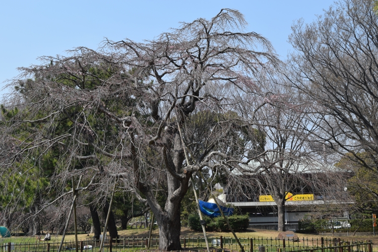 桜の開花状況