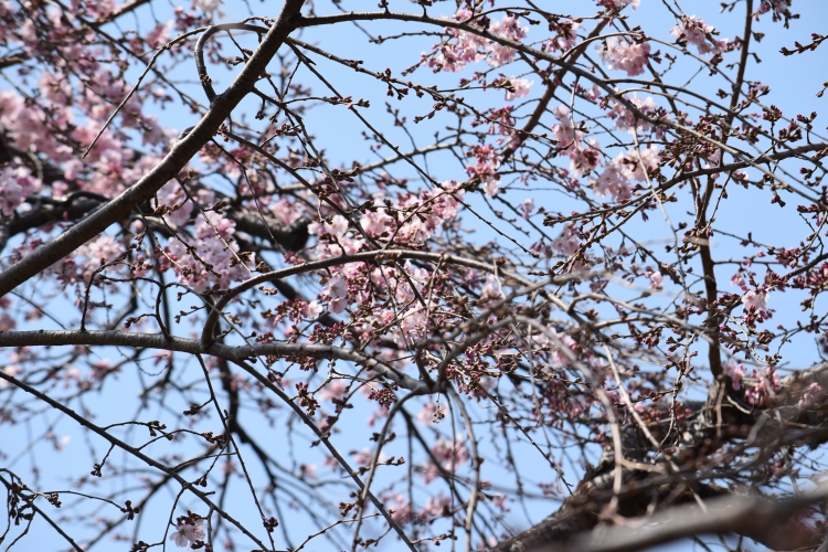 桜の開花状況