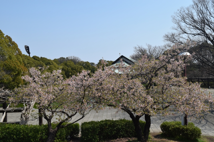 桜の開花状況