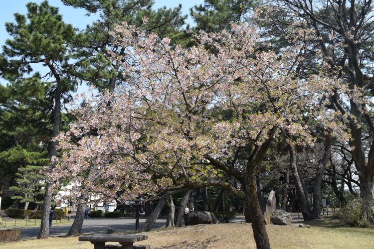 桜の開花状況
