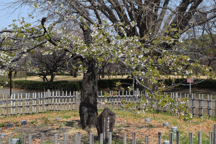 桜の開花状況