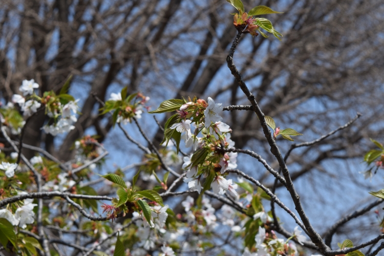 桜の開花状況
