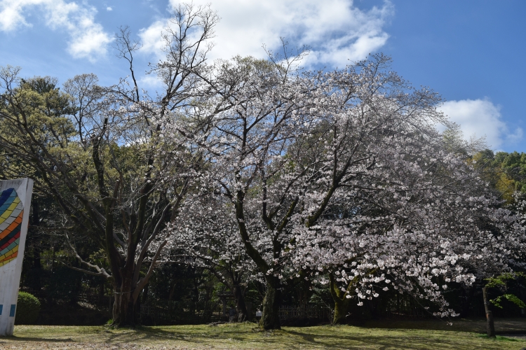 桜の開花状況