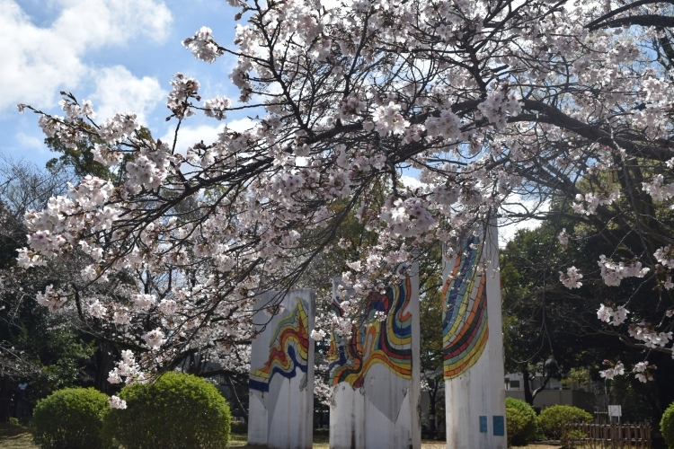 桜の開花状況