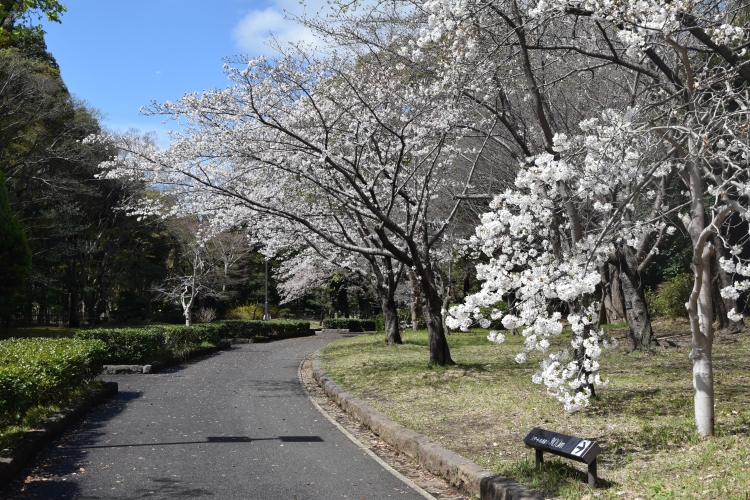 桜の開花状況