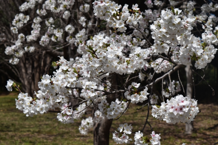 桜の開花状況