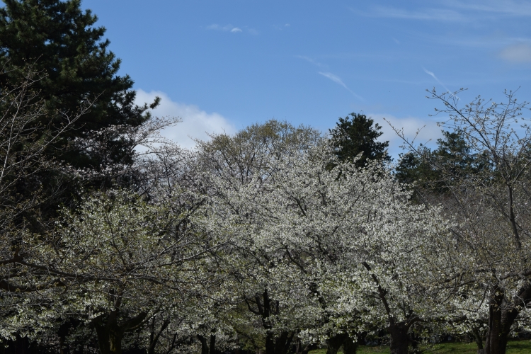 桜の開花状況