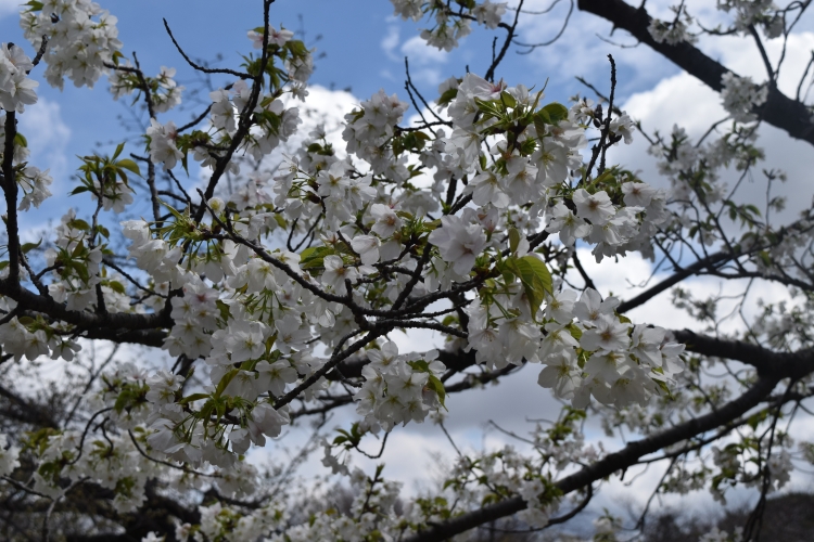 桜の開花状況