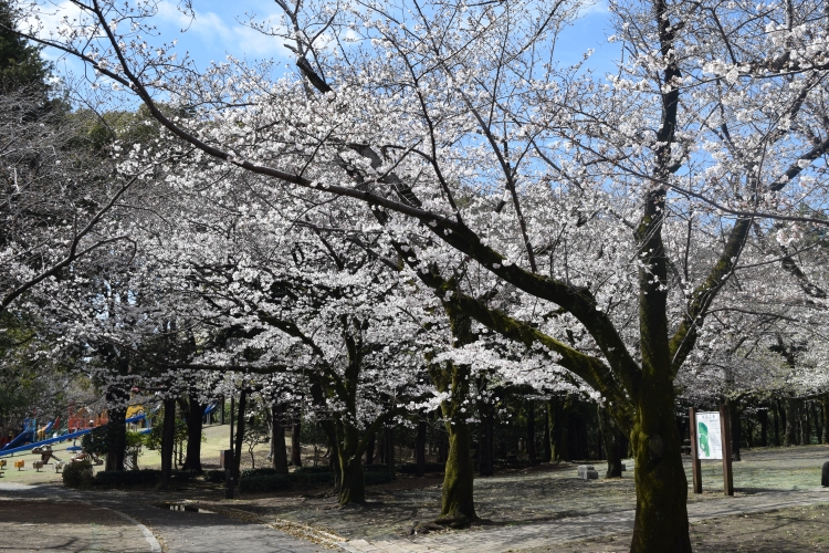 桜の開花状況