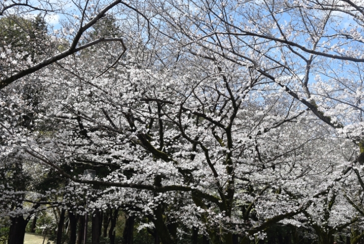 桜の開花状況