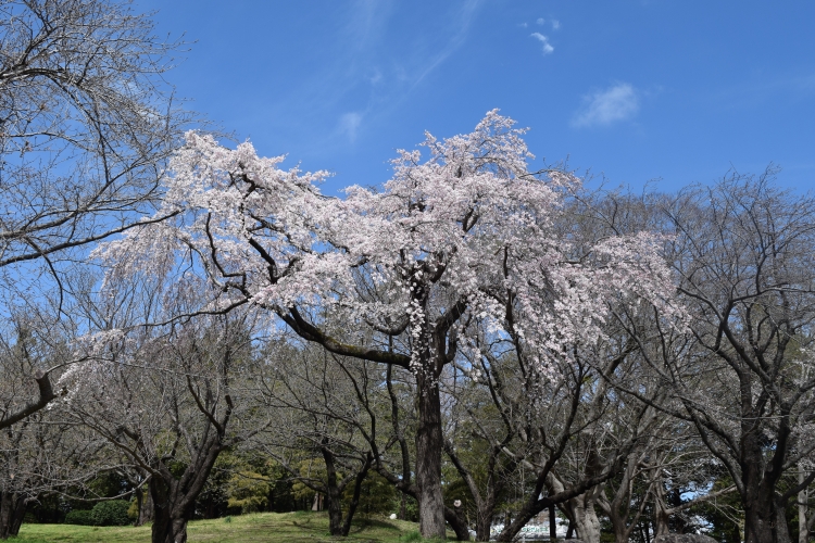 桜の開花状況