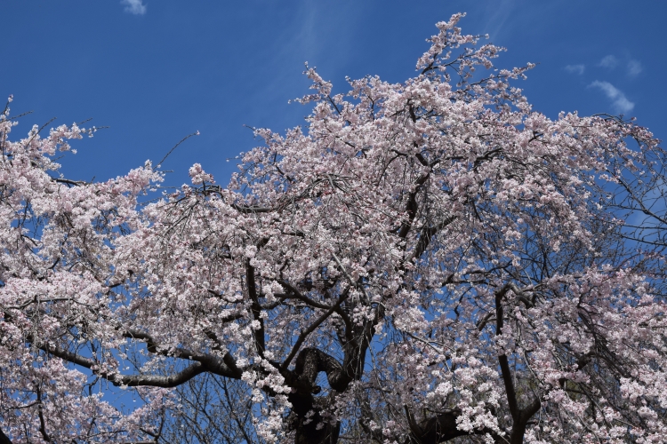 桜の開花状況