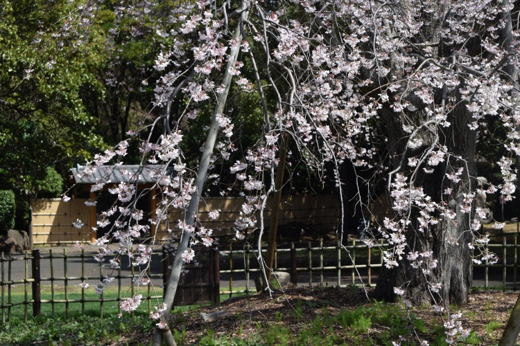 桜の開花状況