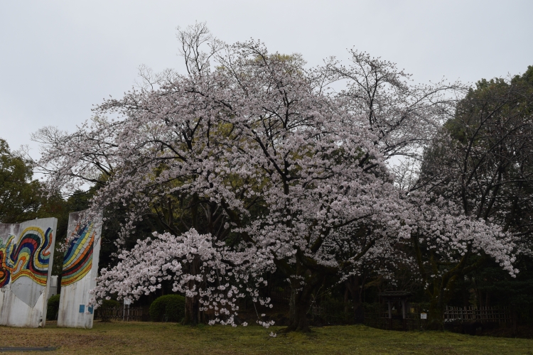 桜の開花状況