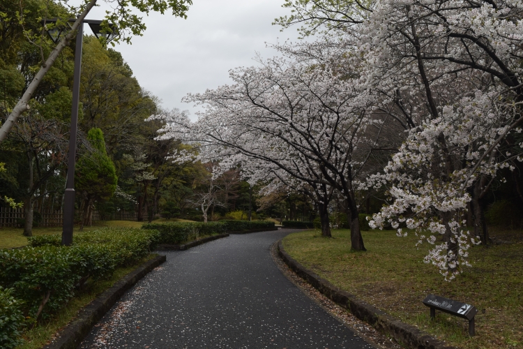 桜の開花状況