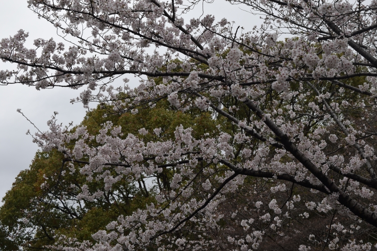 桜の開花状況