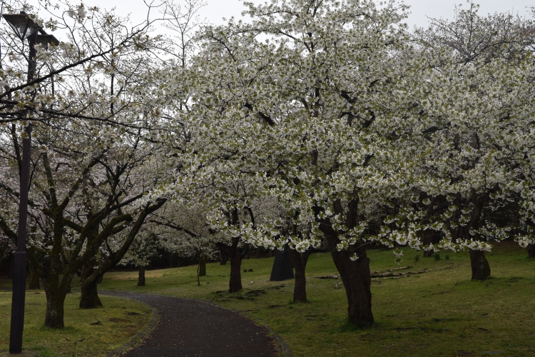 桜の開花状況