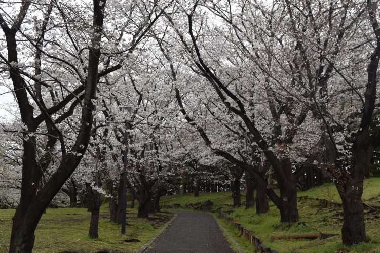 桜の開花状況