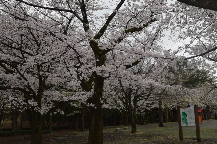 桜の開花状況