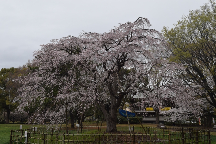 桜の開花状況