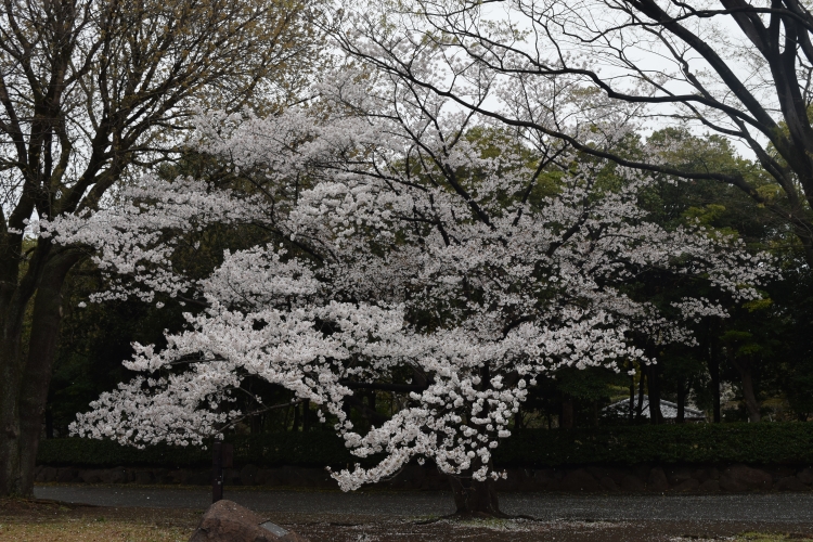 桜の開花状況