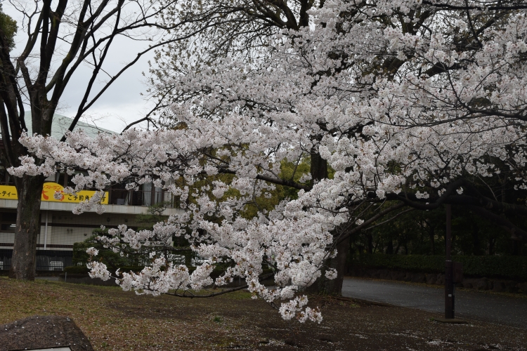 桜の開花状況