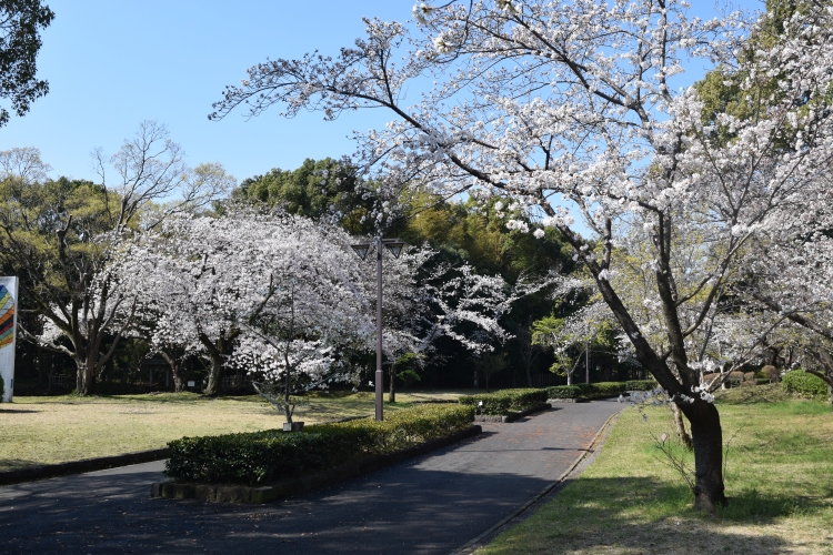 桜の開花状況