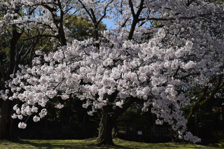 桜の開花状況