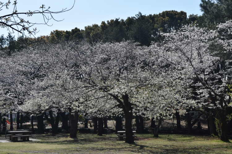 桜の開花状況