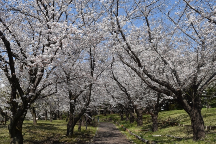 桜の開花状況