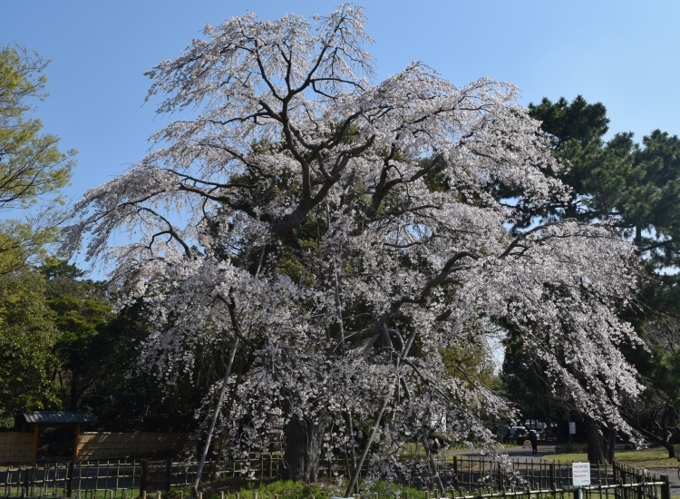 桜の開花状況