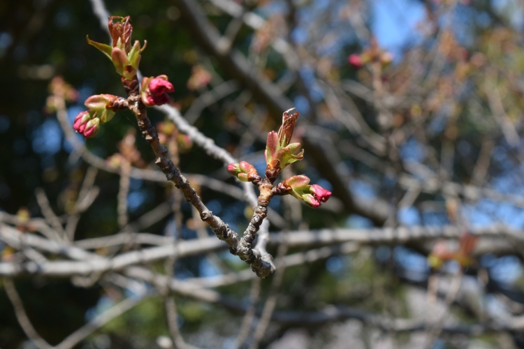 桜の開花状況
