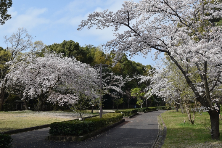 桜の開花状況