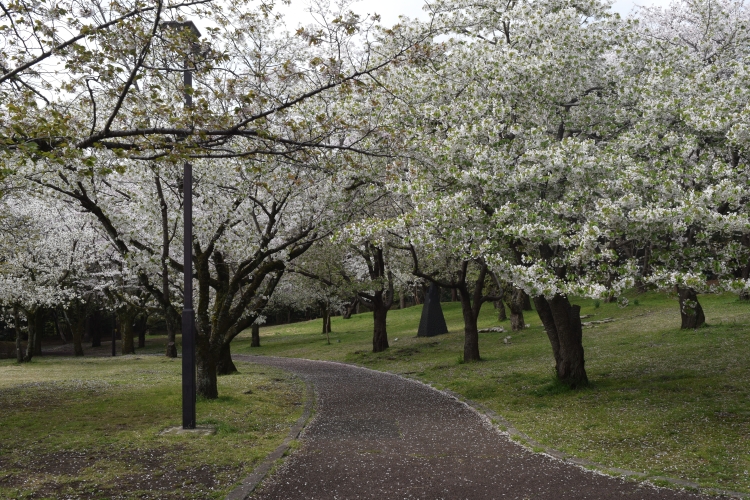桜の開花状況