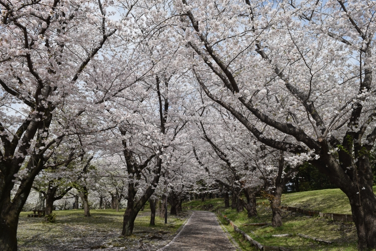 桜の開花状況