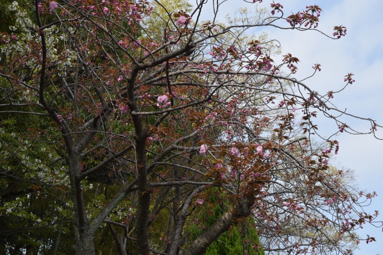 桜の開花状況