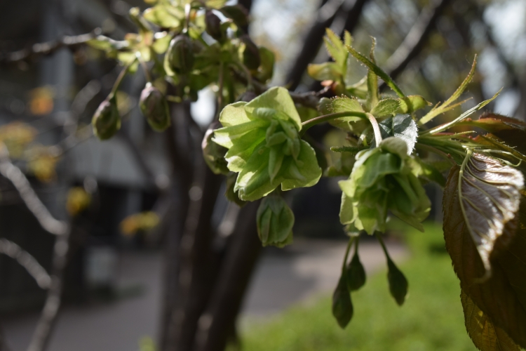 桜の開花状況
