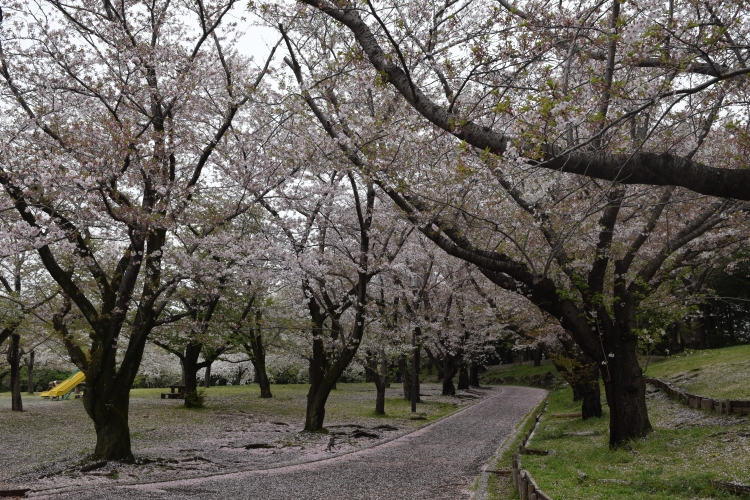 桜の開花状況