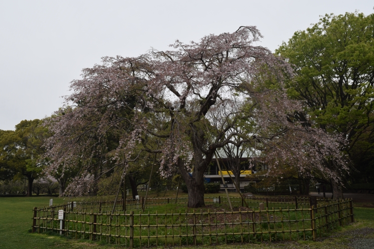 桜の開花状況
