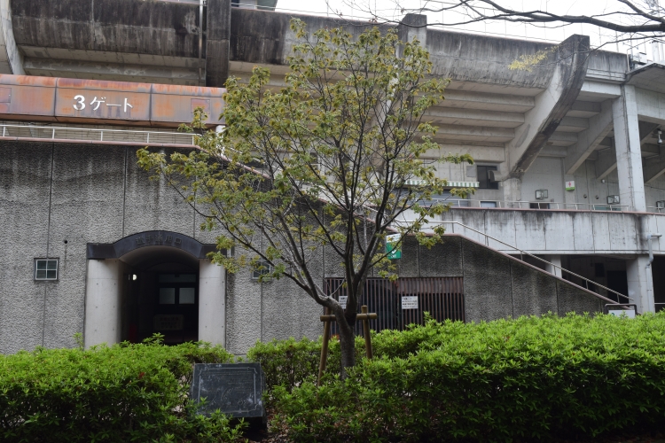 桜の開花状況
