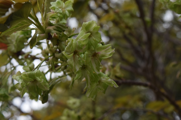 桜の開花状況
