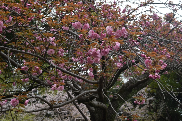 桜の開花状況