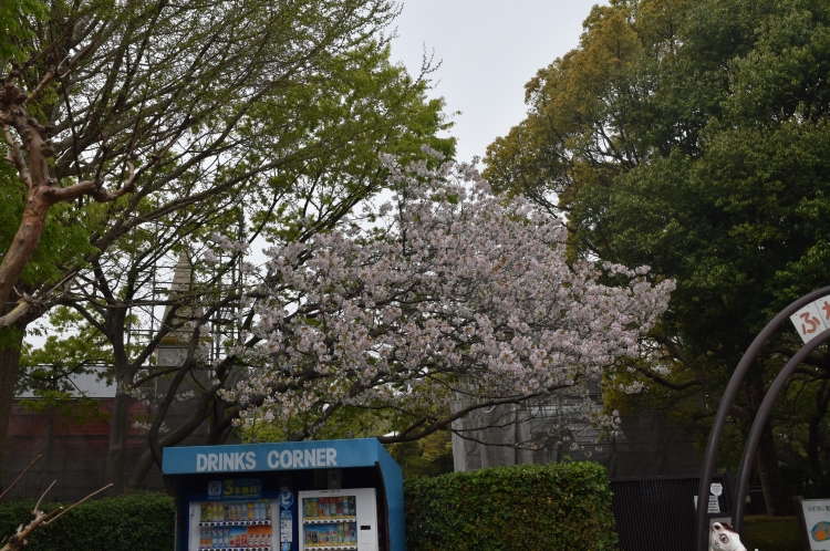 桜の開花状況
