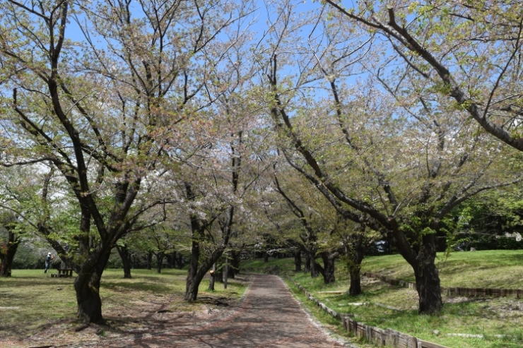 桜の開花状況