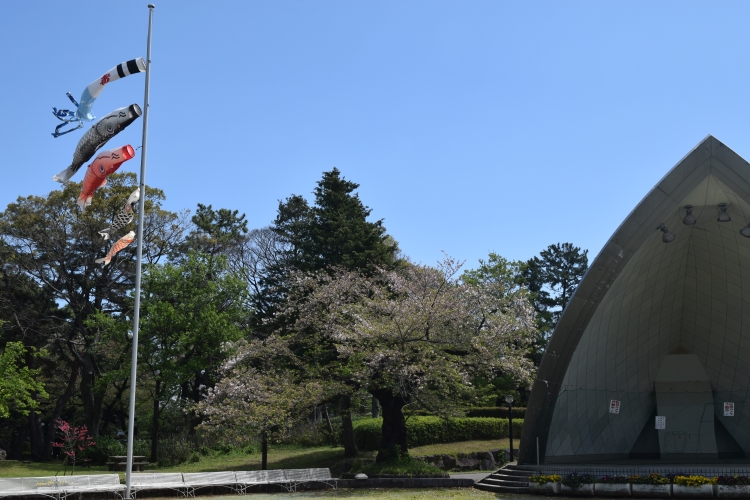 桜の開花状況