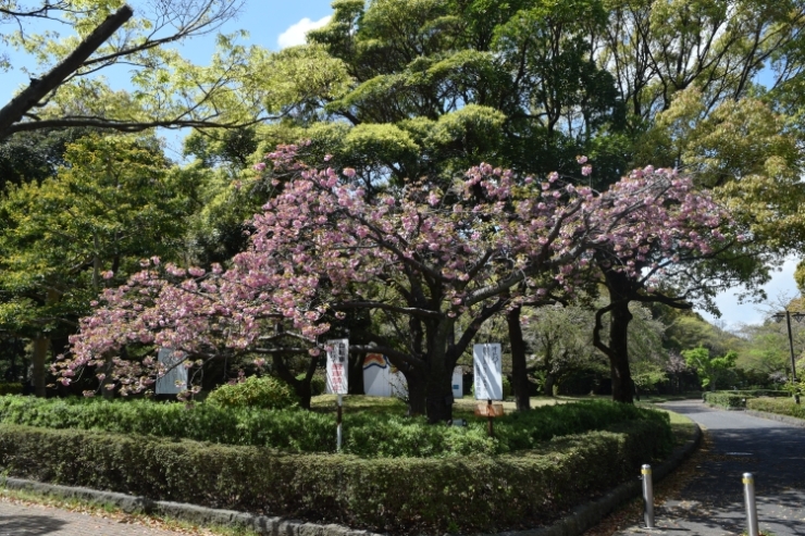 桜の開花状況